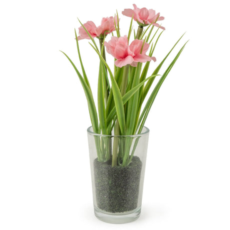 19cm Pink Transvaal Daisy in Clear Glass Vase