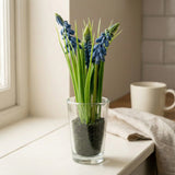 Blue Hyacinthus Artificial Flower in Clear Glass Vase 20cm