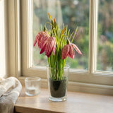 Pink Fritillaria in Clear Glass Vase 21cm