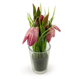 Pink Fritillaria in Clear Glass Vase 21cm