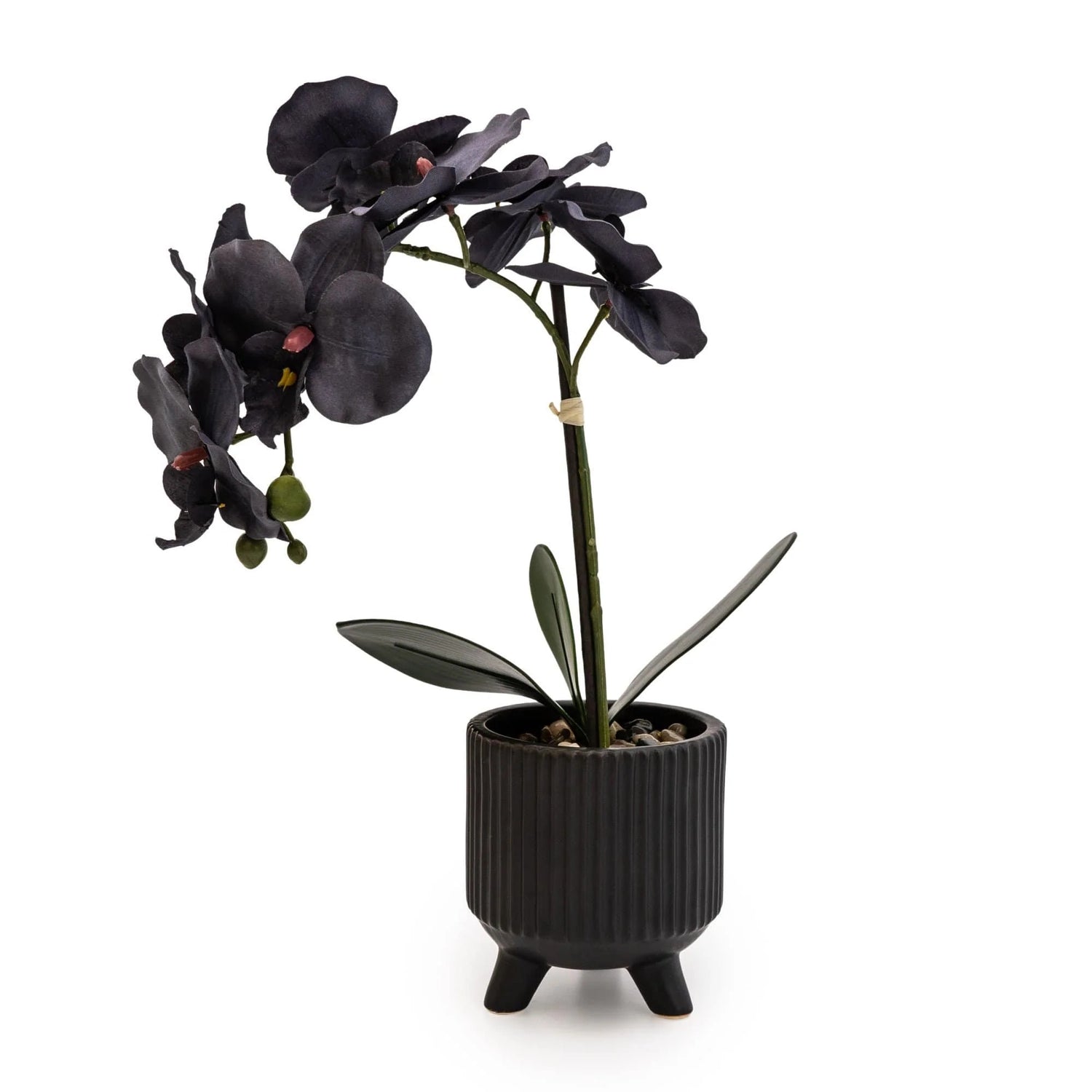 Sophisticated Matte Black Lifelike Orchid in Ceramic Footed Pot
