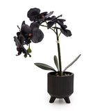 Sophisticated Matte Black Lifelike Orchid in Ceramic Footed Pot