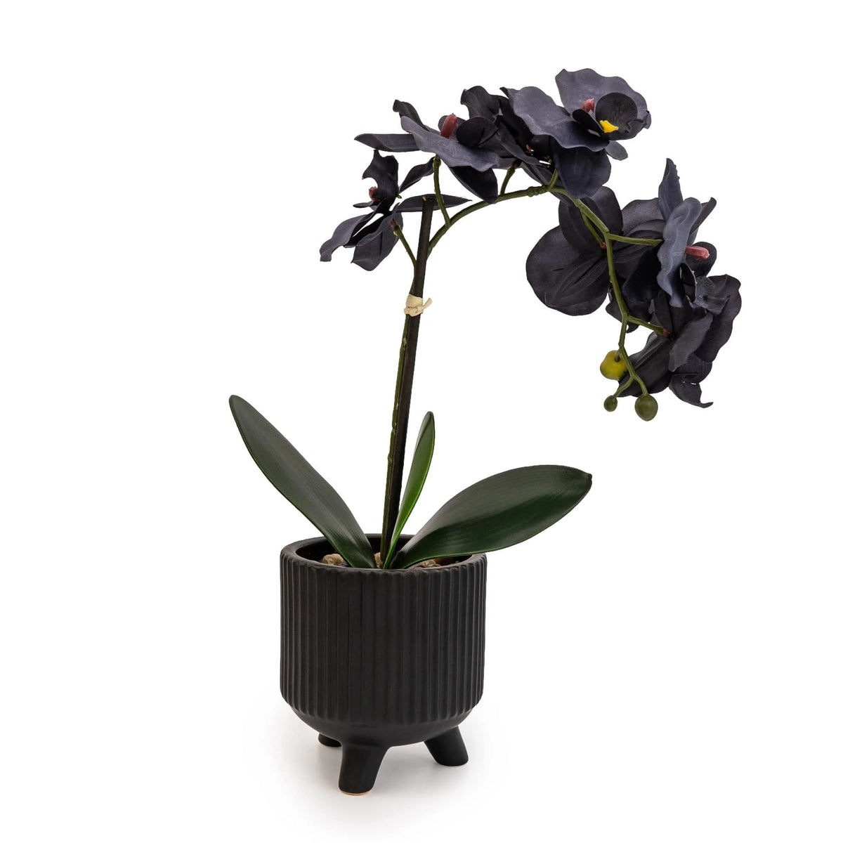 Sophisticated Matte Black Lifelike Orchid in Ceramic Footed Pot