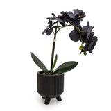 Sophisticated Matte Black Lifelike Orchid in Ceramic Footed Pot