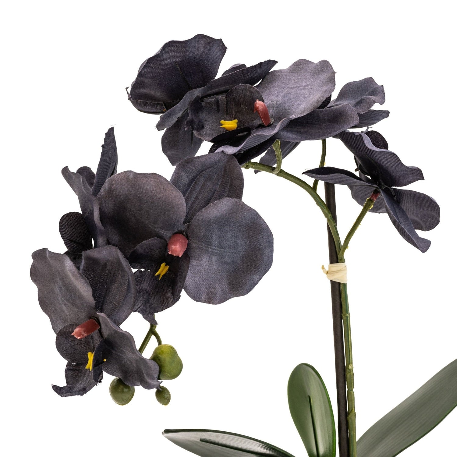 Sophisticated Matte Black Lifelike Orchid in Ceramic Footed Pot