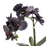 Sophisticated Matte Black Lifelike Orchid in Ceramic Footed Pot
