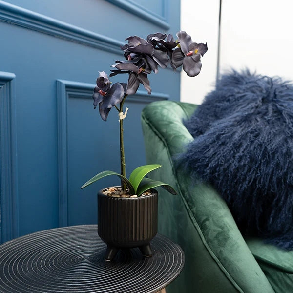 Sophisticated Matte Black Lifelike Orchid in Ceramic Footed Pot