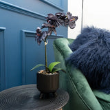 Sophisticated Matte Black Lifelike Orchid in Ceramic Footed Pot