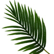 65Cm Faux Palm Leaf Single Stem - Striking Artificial Greenery For Stylish Interiors - Home Deco London